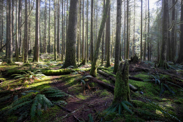 istock Golden Ears Provincial Park, Maple Ridge, BC, Canada 1386605487