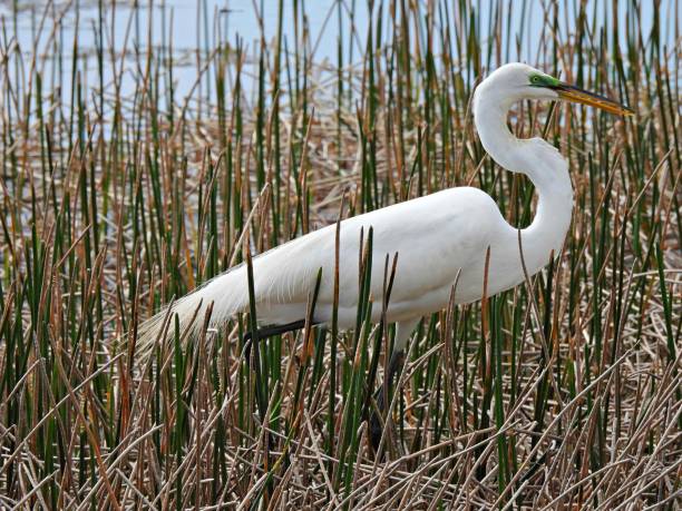 istock Great Egret (Ardea alba) in the Florida wetlands 1386605705