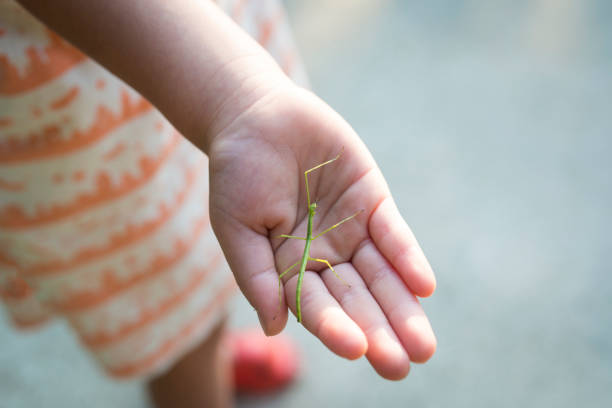 A child holding a small stick insect