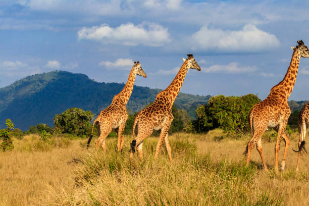 Group of giraffes walking in Ngorongoro Conservation Area in Tanzania. Wildlife of Africa stock photo