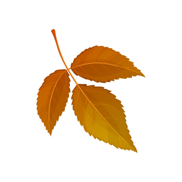 illustrations, cliparts, dessins animés et icônes de feuille d’ulmus tombée de l’icône vectorielle de couleur brune - elm leaves
