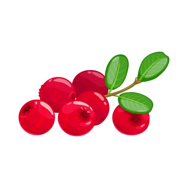 Lingonberries cranberry isolated red berry fruits Ripe lingoberry, cranberry red berries and green leaves isolated realistic icon Vector wild berries fruit, natural food from farm garden and wild forest. Partridgeberry, mountain cowberry bunch cranberry stock illustrations