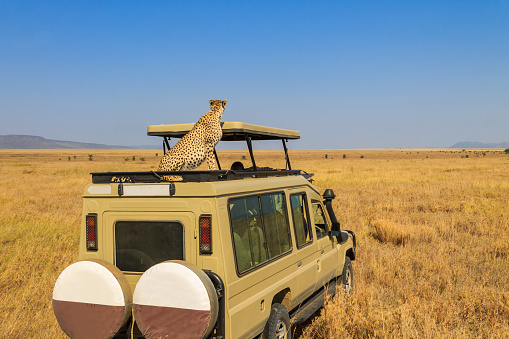 Serengeti, Tanzania -September 12, 2021: Cheetah (Acinonyx jubatus) on a top of SUV car in savanna in Serengeti National park in Tanzania. Safari in Africa