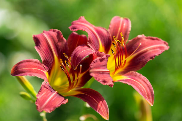 istock lily flowers on green background 1386612833