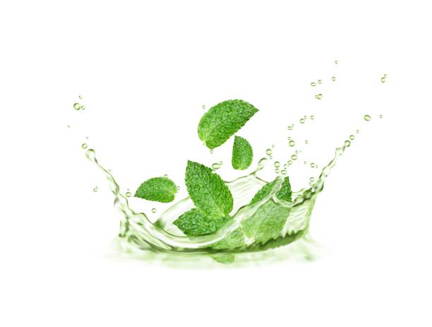 illustrazioni stock, clip art, cartoni animati e icone di tendenza di spruzzo di tisana corona con foglie di menta e onda - water drop leaf spring