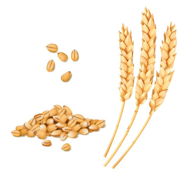 Wheat, rye, oat and barley realistic spikes Wheat, rye or oat and barley realistic spike and grains. Cereal ears. Isolated vector bread and bakery yellow wheat stalks of grain for food and agriculture, organic farm crop harvest barley stock illustrations
