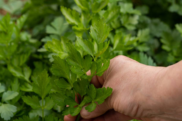 istock woman's hand picking parsley 1386613844