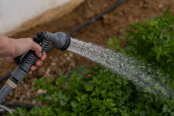 istock woman's hand watering parsley 1386613847