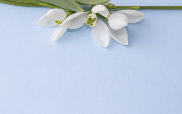 istock snowdrops. template for greeting card 1386617265