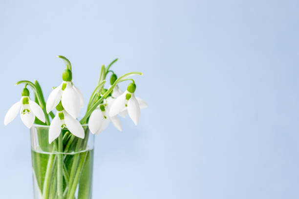 istock snowdrops. template women's day 1386617346