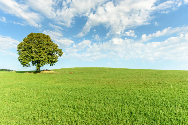 istock Tree in a green meadow. Solitary tree, isolated in the landscape. 1386617437
