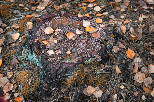 istock Old stump of a sawn tree trunk. 1386618364