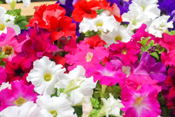 petunia, petunias nel vassoio,petunia in vaso - petunia foto e immagini stock