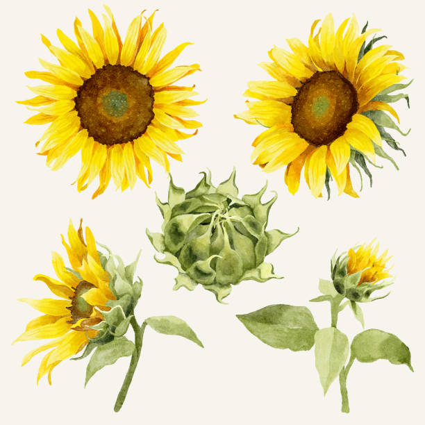 illustrazioni stock, clip art, cartoni animati e icone di tendenza di acquerello girasoli elementi - sunflower
