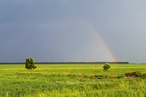 Good shot after rain bright field stormy sky rainbow lonely tree and bush, country road mud