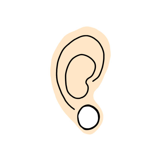 Bodymodification. Left ear of a man or woman with a piercing in the ear, tunnels in the ears. Vector Illustration. Bodymodification. Left ear of a man or woman with a piercing in the ear, tunnels in the ears. Vector. Earlobe stock illustrations