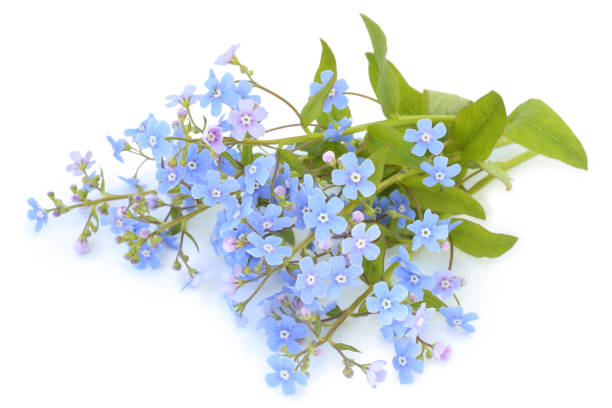 Forget-me-not (Myosotis) Forget-me-not (Myosotis) on white background myosotis sylvatica stock pictures, royalty-free photos & images