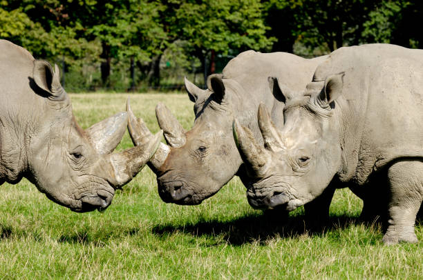 istock Group of rhino 1386624079