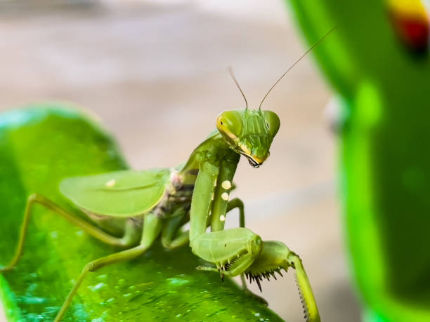 A Praying Mantis with blurred background. A Praying Mantis with blurred background. Praying Mantises stock pictures, royalty-free photos & images