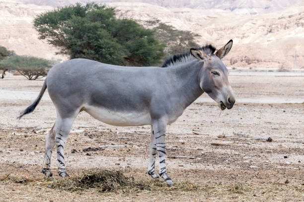 istock Somali wild donkey (Equus africanus) in nature reserve 1386626608