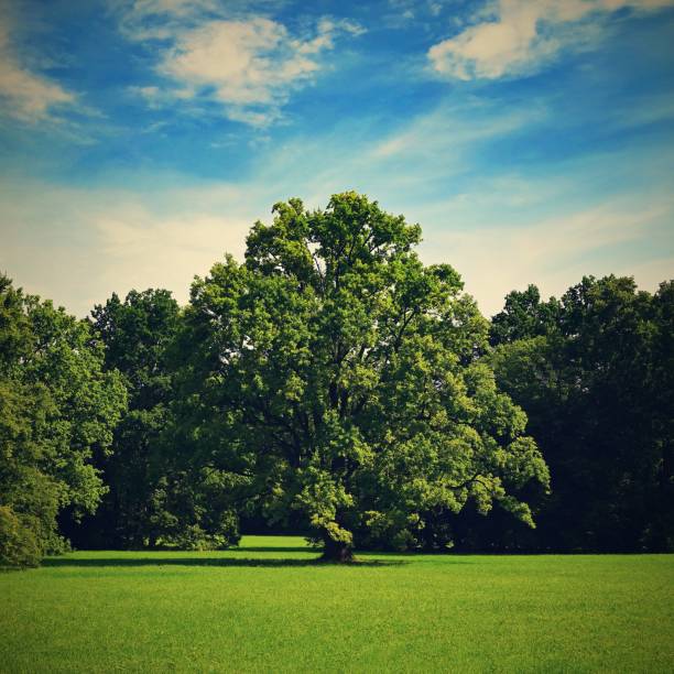 istock Beautiful nature background. Green deciduous trees in the landscape. 1386626747