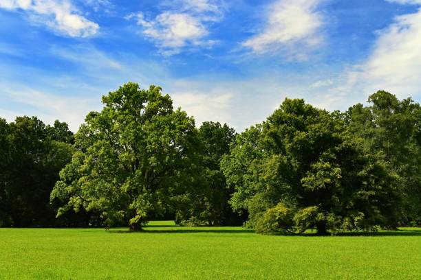istock Beautiful nature background. Green deciduous trees in the landscape. 1386626928