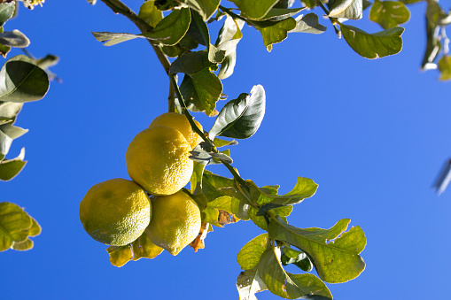 Close-up of a lemon on a tree in a garden, in a citrus grove against a blue sky. Traditional farming.