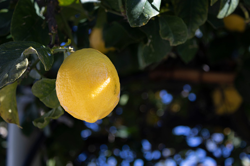 Close-up of a lemon on a tree in a garden, in a citrus grove. Traditional farming.