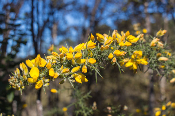 Close up of gorse in bloom, New Zealand. The view of gorse in bloom, New Zealand. furze or gorse ulex europaeus stock pictures, royalty-free photos & images