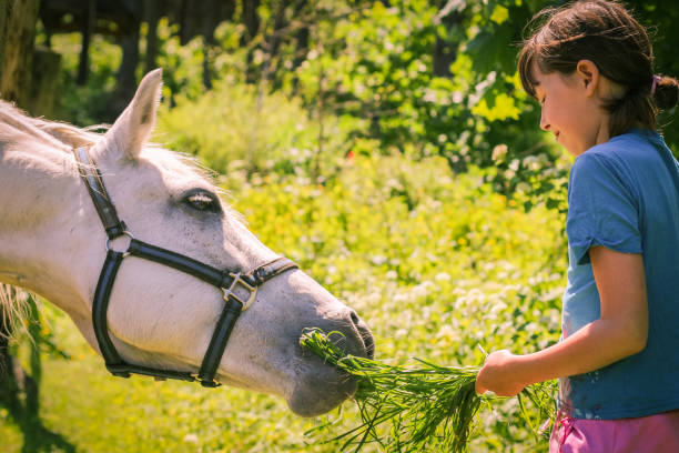 농장 목장에서 흰 말을 먹이는 아이들. 어린 소녀와 어린 소년은 큰 말을 먹이고있다. 닫습니다. 인간과 동물의 관계. 더운 여름. 진짜 사람들. 재미있는 애완 동물. - horse child animal feeding 뉴스 사진 이미지