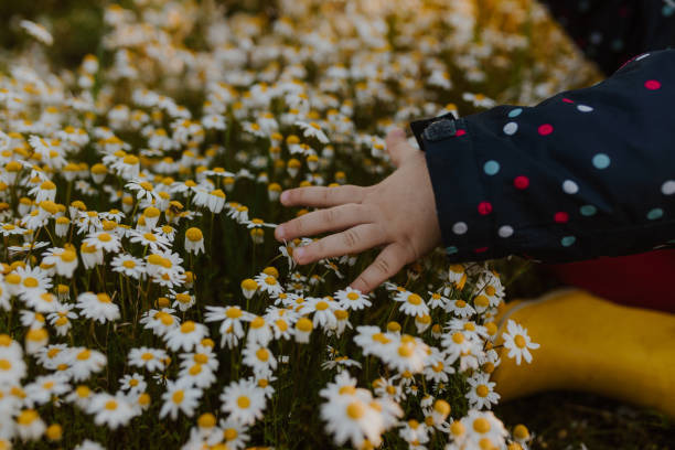 istock Close Up Child Hand Touching Wild Flowers 1386631105