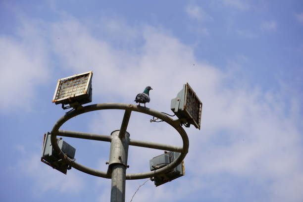 istock lights hub with pigeon 1386631545