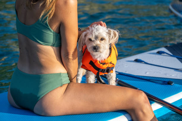 istock Woman sitting on paddleboard and playing with her small dog 1386632499