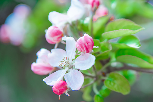A blooming branch of apple tree in spring garden, nature and eco