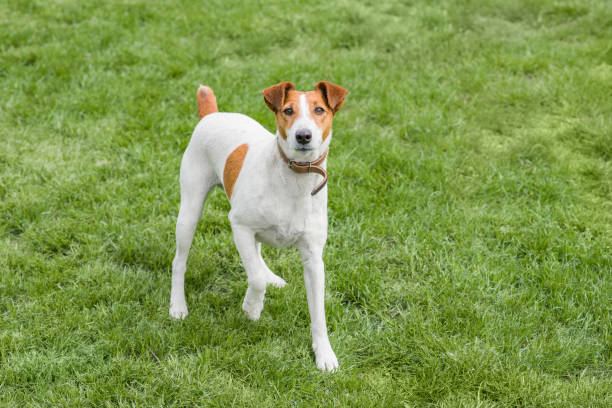 fox terrier liso sentado em uma grama - fox terrier - fotografias e filmes do acervo