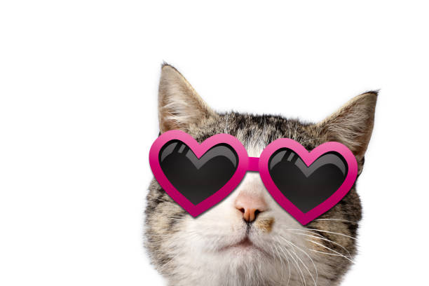 istock Cat in heart-shaped sunglasses 1386635672