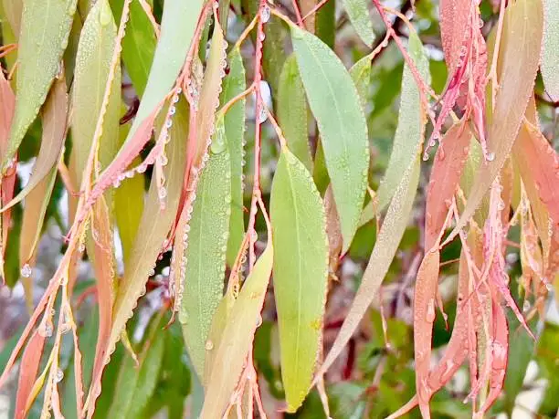 Horizontal closeup of green and red leaves edged with dewdrops, hanging on a Eucalyptus tree in Summer. Armidale, New England high country, NSW.