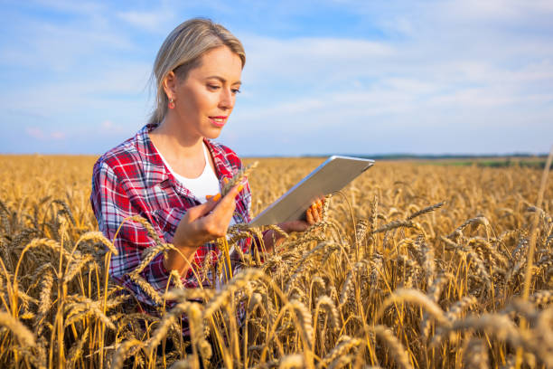 istock Female farmer using digital tablet in field and inspecting wheat grains for harvesting 1386635910