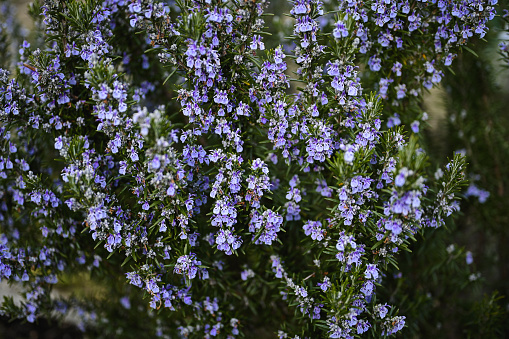 Rosemary camphor wild plant with selective focus and blooming with purple flowers.(Rosemarinus officinalis)