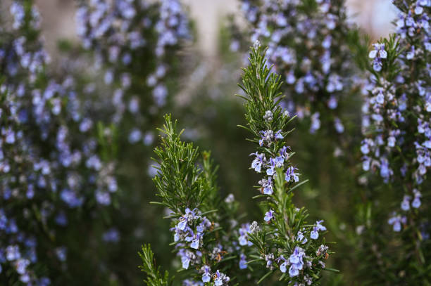 istock rosemary bush with flowers . rosemary texture with selective focus 1386636023
