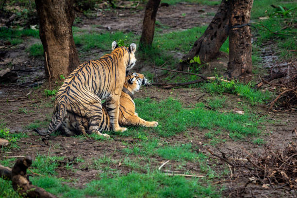 dwie dzikie pary tygrysów bengalskich kochające się krycie lub zaloty zachowanie na pięknym monsunowym zielonym tle w parku narodowym lub lesie rezerwatowym środkowych indii - bengal tiger audio zdjęcia i obrazy z banku zdjęć