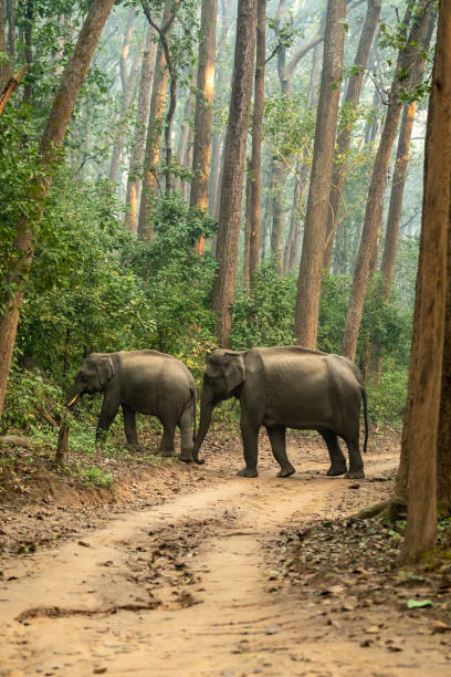 Indian Elephant Uttarakhand Endangered Species Animals In The Wild Stock  Photos, Pictures & Royalty-Free Images - iStock
