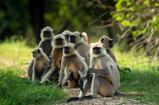 Gray or Hanuman langurs or indian langur or monkey family or group during outdoor jungle safari at ranthambore national park or forest reserve rajasthan india - Semnopithecus