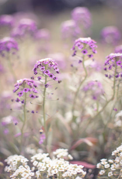 Wallpaper with spring meadow flowers during sunny day. Green expanses of blooming flowers against sunset.