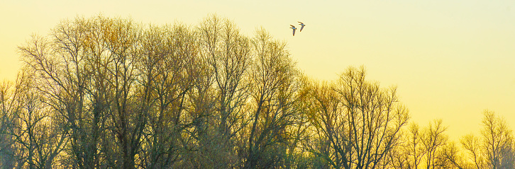Geese flying over trees in bright sunlight at sunrise in winter, Almere, Flevoland, The Netherlands, March 19, 2022