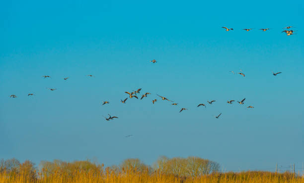istock Geese flying over trees in bright sunlight at sunrise in winter 1386639802