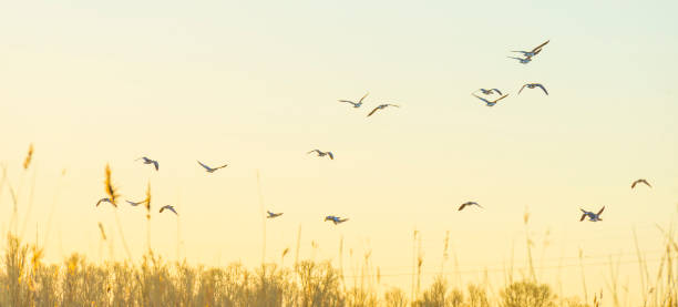 istock Geese flying over trees in bright sunlight at sunrise in winter 1386639810