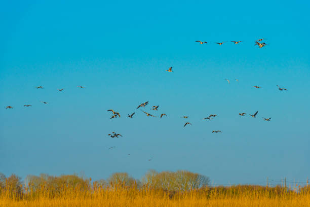 istock Geese flying over trees in bright sunlight at sunrise in winter 1386639868
