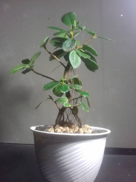 bonsai banyan coreano - ginseng bonsai tree fig tree banyan tree foto e immagini stock