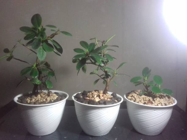 bonsai banyan coreano - ginseng bonsai tree fig tree banyan tree foto e immagini stock
